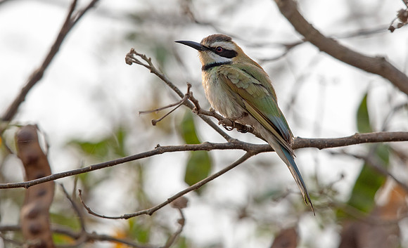 White-throated bee-eater (Merops albicollis)