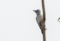 African grey woodpecker (Dendropicos goertae)
