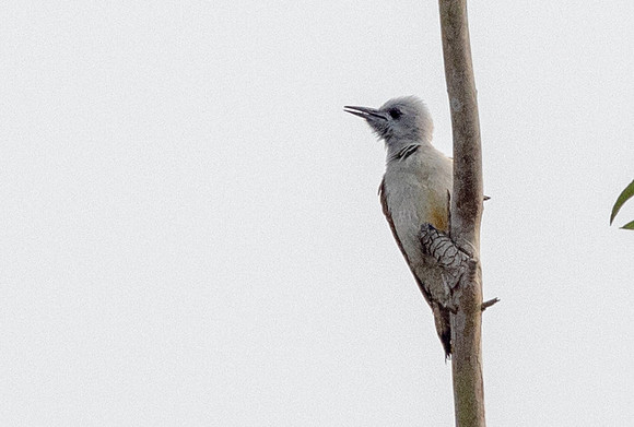 African grey woodpecker (Dendropicos goertae)