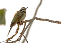 White-throated bee-eater (Merops albicollis)