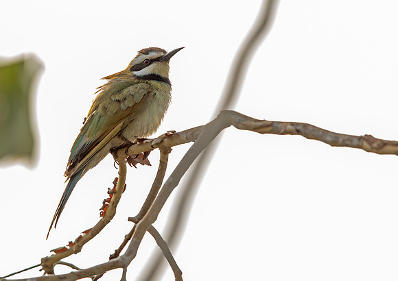 White-throated bee-eater (Merops albicollis)
