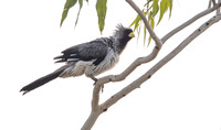 Western plantain-eater (Crinifer piscator)
