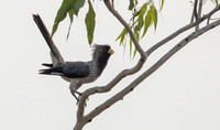 Western plantain-eater (Crinifer piscator)