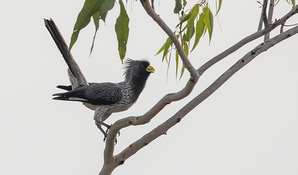 Western plantain-eater (Crinifer piscator)