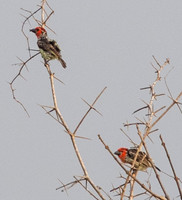 Vieillot's barbet (Lybius vieilloti)