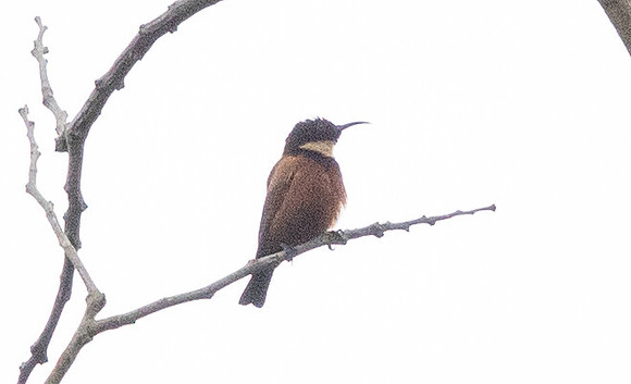 Buff-throated sunbird (Chalcomitra adelberti)