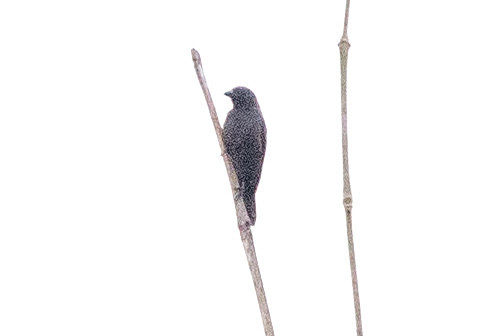 Grey-headed nigrita (Nigrita canicapillus)