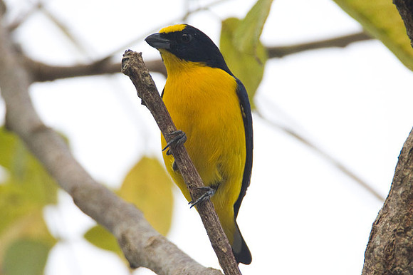 Thick-billed Euphonia (Euphonia laniirostris) male