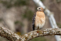 Red-shouldered hawk (Buteo lineatus)