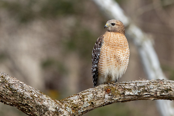 Red-shouldered hawk (Buteo lineatus)