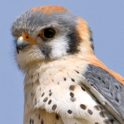 American Kestrel (Falco sparverius)