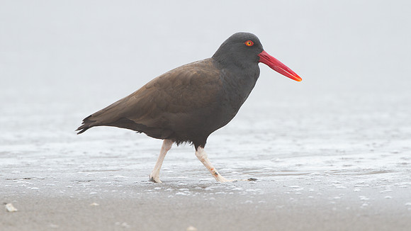 Blackish Oystercatcher (Haematopus ater)