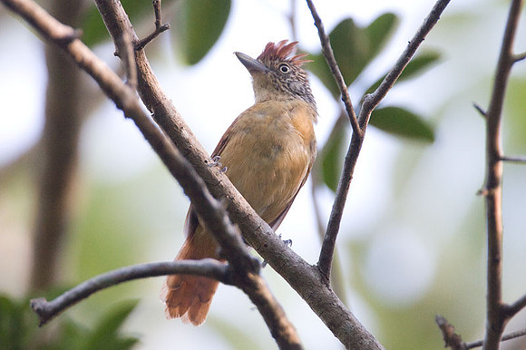 Barred Antshrike (Thamnophilus doliatus) female