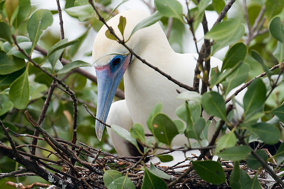 Red-footed Booby (Sula sula) white morph