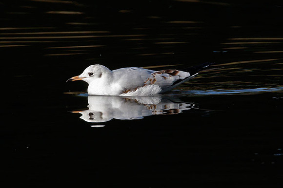 Black-headed Gull (Chroicocephalus ridibundus) 1st Winter