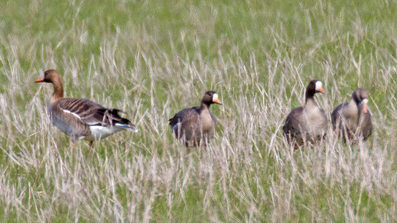 Greater White-fronted Goose (Anser albifrons)