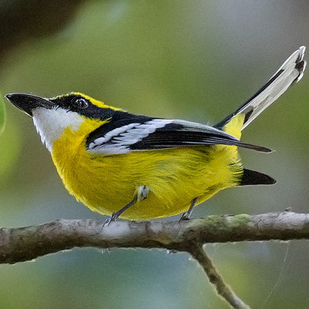 Yellow-breasted boatbill (Machaerirhynchus flaviventer)