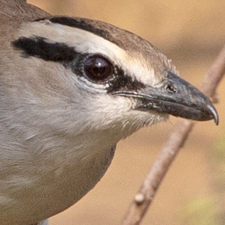 Brown-crowned tchagra (Tchagra australis)