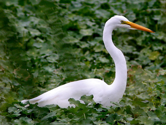 Great Egret (Ardea alba) Great White Egret, Common Egret