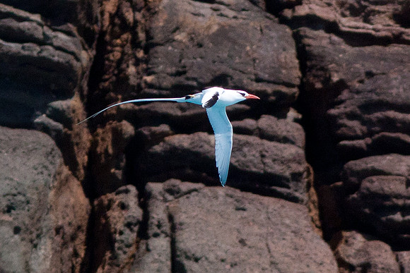 Red-billed Tropicbird (Phaethon aethereus)