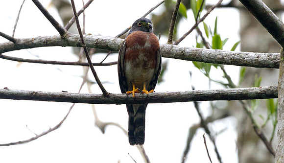 Double-toothed Kite (Harpagus bidentatus)
