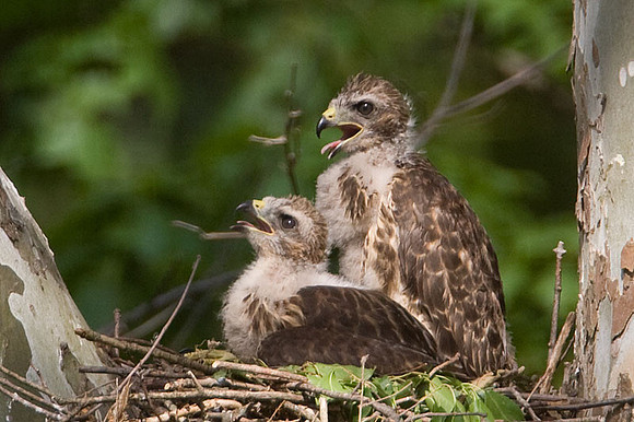 Red-shouldered Hawk (Buteo lineatus) juvenile