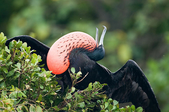 Magnificent Frigatebird (Fregata magnificens) male