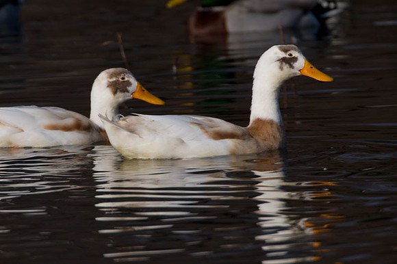 Duck?