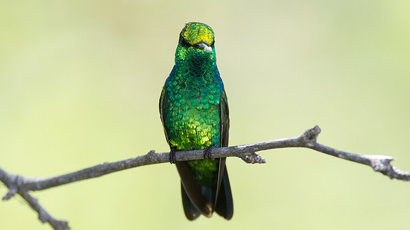 Blue-tailed Emerald (Chlorostilbon mellisugus)