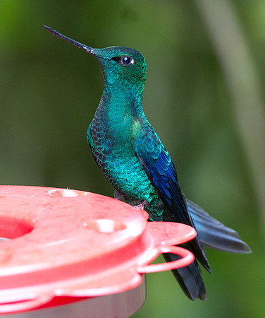 Great Sapphirewing (Pterophanes cyanopterus)