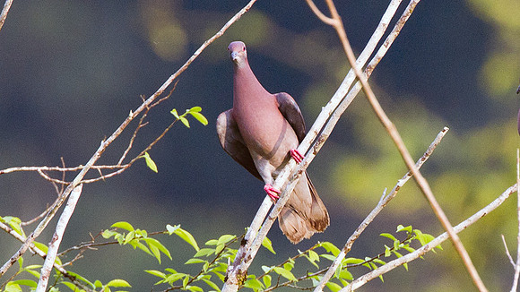 Pale-vented Pigeon (Patagioenas cayennensis)