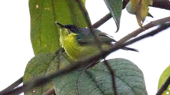 Common Tody-Flycatcher (Todirostrum cinereum)
