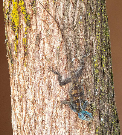 Blue-headed tree agamid