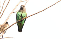 Brown-necked parrot (Poicephalus fuscicollis) Male