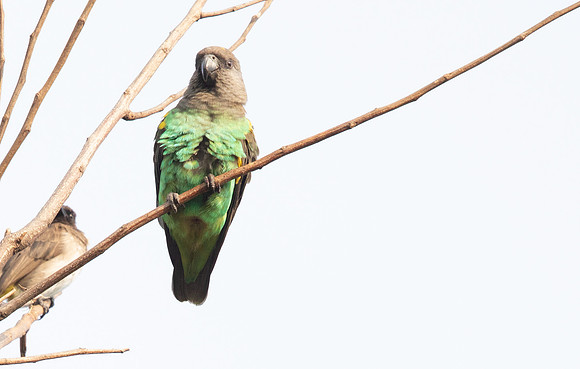 Brown-necked parrot (Poicephalus fuscicollis) Male