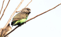 Brown-necked parrot (Poicephalus fuscicollis) Male