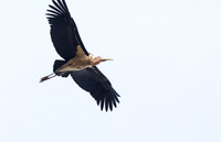 Marabou stork (Leptoptilos crumenifer)