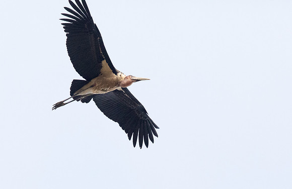 Marabou stork (Leptoptilos crumenifer)