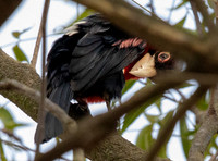Double-toothed barbet (Lybius bidentatus)