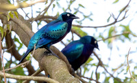 Splendid starling (Lamprotornis splendidus)
