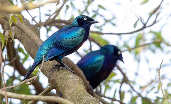 Splendid starling (Lamprotornis splendidus)