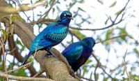 Splendid starling (Lamprotornis splendidus)