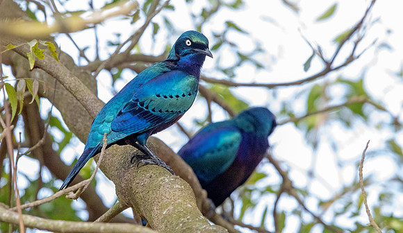 Splendid starling (Lamprotornis splendidus)