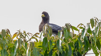 Eastern plantain-eater ( Crinifer zonurus)