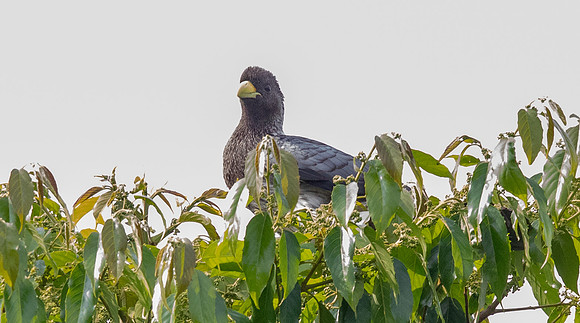 Eastern plantain-eater ( Crinifer zonurus)
