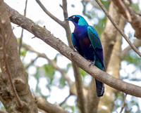 Splendid starling (Lamprotornis splendidus)