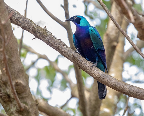 Splendid starling (Lamprotornis splendidus)