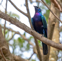 Splendid starling (Lamprotornis splendidus)