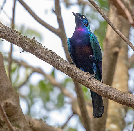 Splendid starling (Lamprotornis splendidus)