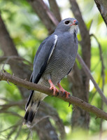 Lizard buzzard (Kaupifalco monogrammicus)